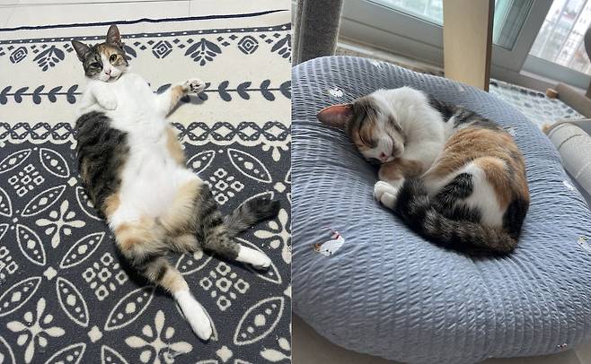 새로가 된 삼순이가 집안 곳곳에서 편히 쉬고 있다(강수진 제공). ⓒ 뉴스1