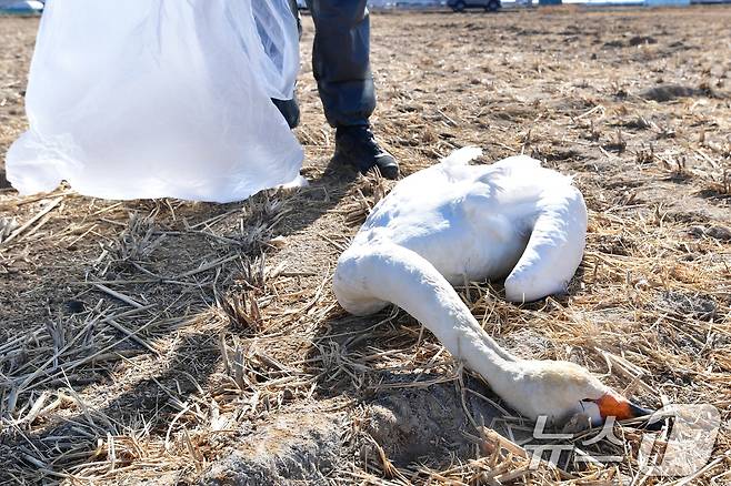 25일 경북 포항시 북구 흥해읍 들녘에서 쳔연기념물 201-2호이자 멸종위기야생생물 II급인 큰고니가 한마리가 죽은 채 발견됐다. 신고를 받고 출동한 포항시는 사체를 수거해 고병원성 조류독감(H5N1)감염 여부 등 역학조사에 착수했다. ⓒ News1 최창호 기자