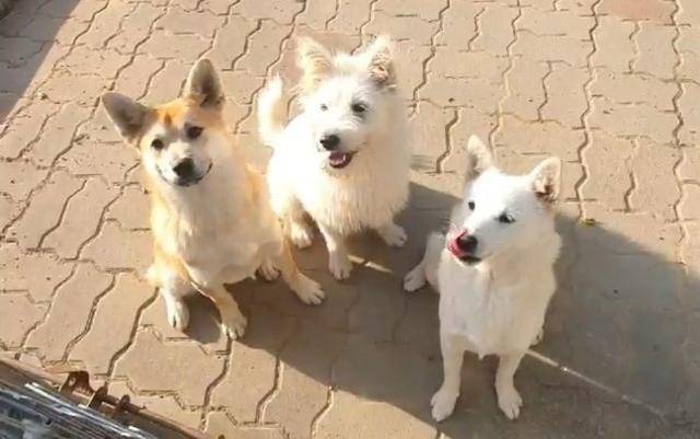 전남 영암군 한 초등학교 관사에서 머물며 평생 가족을 기다리고 있는 재키(왼쪽부터), 도키, 오키. 독자 제공