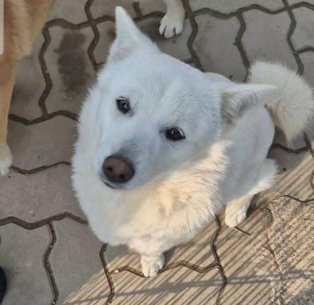 사람을 좋아하는 오키. 독자 제공