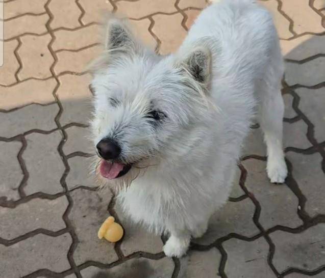 공놀이를 좋아하는 도키. 독자 제공