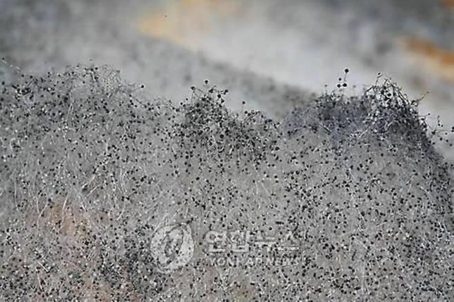 검정 곰팡이, 검정은 부패와 쓴맛을 상징한다. [사진출처=연합뉴스]