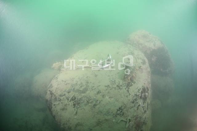 강원도 삼척시 근덕면 해역 바다숲 조성사업 현장. 자연 암반에 직접 이식한 해조류가 정착하지 못하고 모두 탈락하는 바람에 암반 표면이 하얗게 변해 있다. 해양특별취재팀