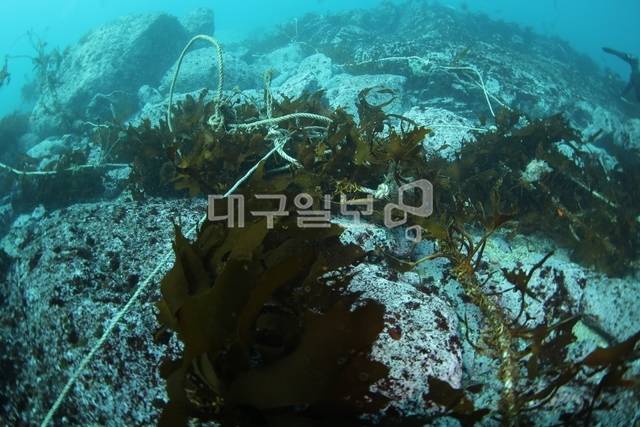 강원도 삼척시 근덕면 해역 바다숲 조성사업 현장. 자연 암반에 직접 이식한 해조류가 정착하지 못하고 대부분 탈락하는 바람에 암반 표면이 하얗게 드러나 있다. 해양특별취재팀
