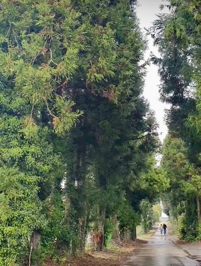 곧게 늘어선 제주 삼나무 숲길. 보존과 제거 사이에서, 제주는 이제 ‘어떻게 관리할 것인가’를 묻고 있다. (한국리본ReBorn협회)