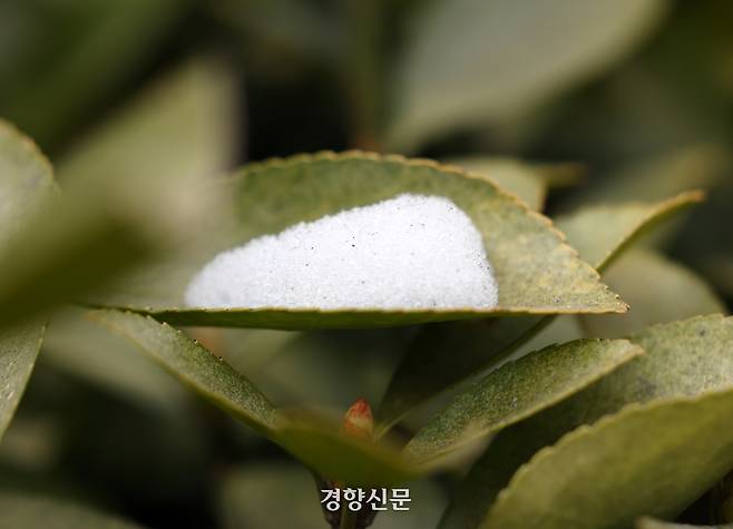 눈의 흔적. 2026.1.26. 정지윤 선임기자