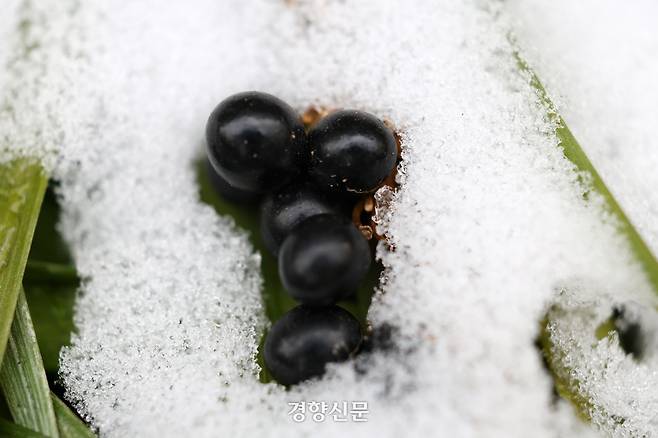 눈의 흔적. 2026.1.26. 정지윤 선임기자