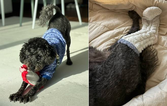 두유가 임시 보호 가정에서 지내던 모습(동행 제공)