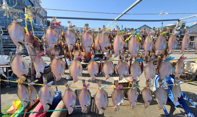 ▲ 영하의 추위가 이어지는 27일 속초 대포항에서 어민들이 널어 놓은 생선이 햇볕에 말라가고 있다. 빨래집게로 생선을 집어 놓은 모습이 이채롭다. 속초시 제공