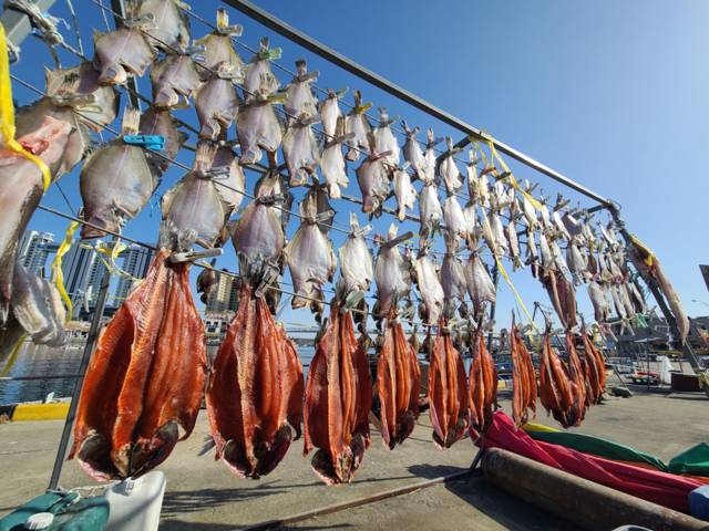 ▲ 영하의 추위가 이어지는 27일 속초 대포항에서 어민들이 널어 놓은 생선이 햇볕에 말라가고 있다. 빨래집게로 생선을 집어 놓은 모습이 이채롭다. 속초시 제공