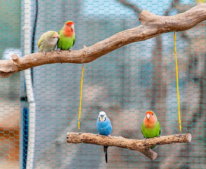 앵무새가 사람을, 사람이 앵무새를 관찰하는 과정 자체가 치유의 여정(사진=이효태)