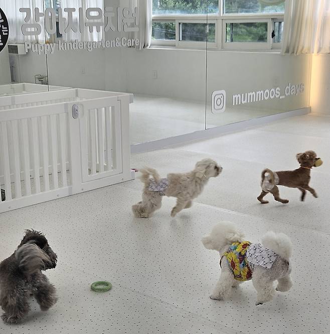 멈무는 하루 강아지유치원 원아들이 뛰어 놀고 있다. <멈무는 하루 제공>