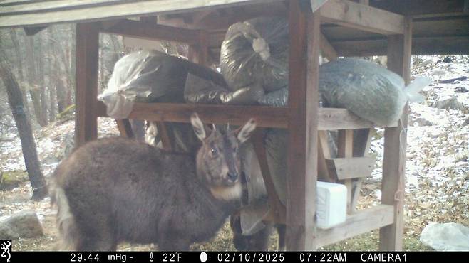 자연의벗과 지역 풀뿌리단체 시민들이 마련한 먹이터에 온 산양. (사진 자연의벗)/뉴스펭귄