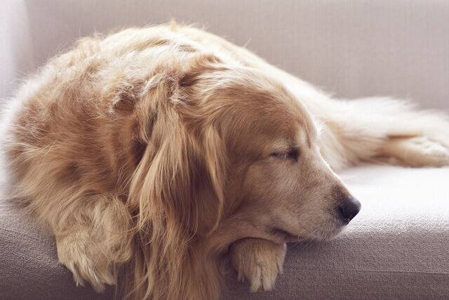 하루 7~9시간의 충분한 수면은 롱제비티의 기본 조건이다. 클립아트코리아