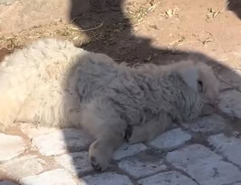 사람이 다가가면 쓰러져 죽은 척을 하는 새끼 양이 화제다. [사진=CGTN 유튜브 캡처]
