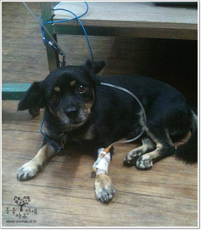 지난 2013년, 부산의 한 동물병원에서 처치를 받고 있는 쿠쿠의 모습. 쿠쿠는 무차별적인 폭행을 당한 뒤 동물병원으로 옮겨졌다. 동물자유연대 제공