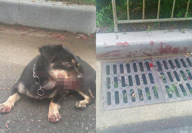 쿠쿠가 폭행을 당한 현장(오른쪽)에는 피가 흥건하게 묻어 있었다. 목격자에 따르면 쿠쿠는 집어던져지고 발로 걷어차이는 등의 무차별적인 폭력을 당해야 했다. 동물자유연대 제공