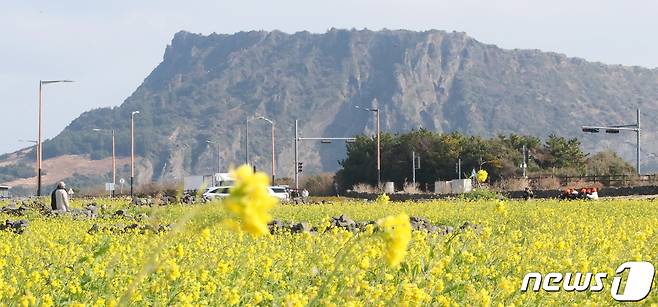 겨울 유채꽃밭(자료사진)/뉴스1
