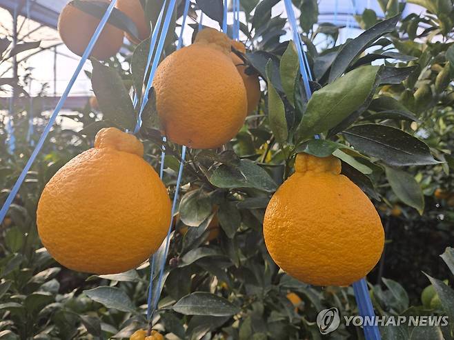 제주 서귀포시 시설하우스 내 한라봉 [연합뉴스 자료사진]