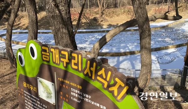 지난달 30일 오전 인천시 남동구 해오름근린공원에 생태계보전부담금 반환사업의 일환으로 조성된 금개구리 서식지가 흰 눈이 쌓인 채 얼어붙어 있다. 2026.1.30 /조재현기자 jhc@kyeongin.com