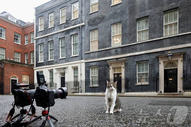 영국 총리 관저의 '수렵 보좌관' 고양이 래리. 2025.01.15 ⓒ 로이터=뉴스1 ⓒ News1 이지예 객원기자