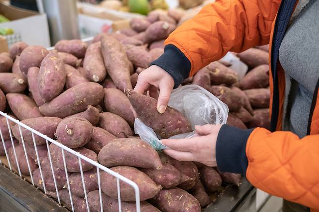 한국산 신선 고구마는 미국 검역 타결이 되지 않아 현재 수출이 불가하다. [123RF]