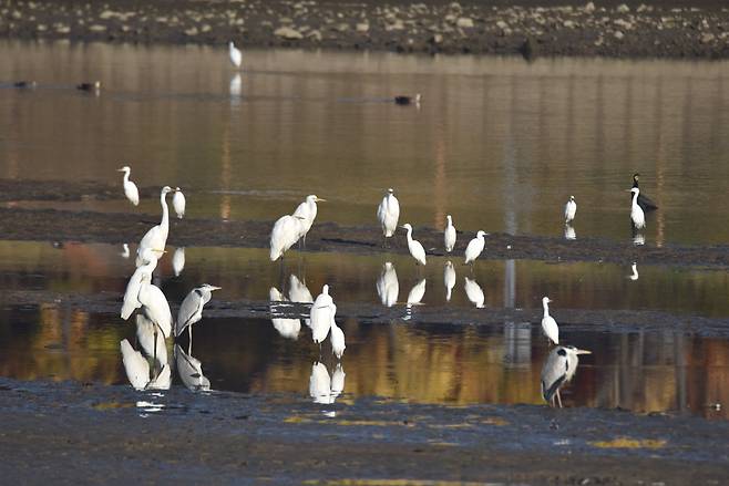 대전시 갑천에 월동을 위해 우리나라를 찾은 겨울철새 백로가 모여 있다. ⓒ연합뉴스