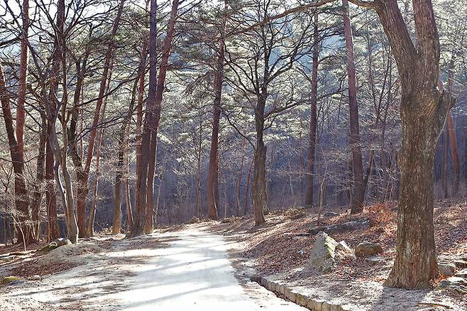 금강송 숲 산책