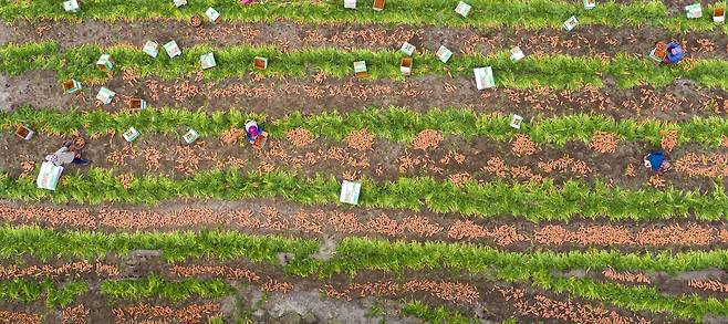 제주시 구좌읍 한동리에서 농민들이 당근을 수확하고 있다. 제주도 제공