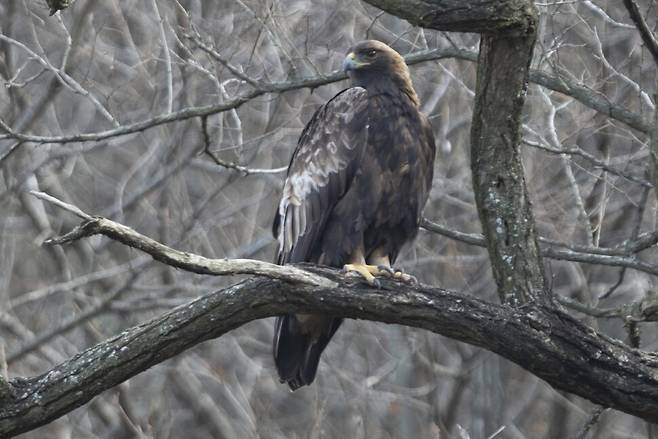 여유 찾은 검독수리.