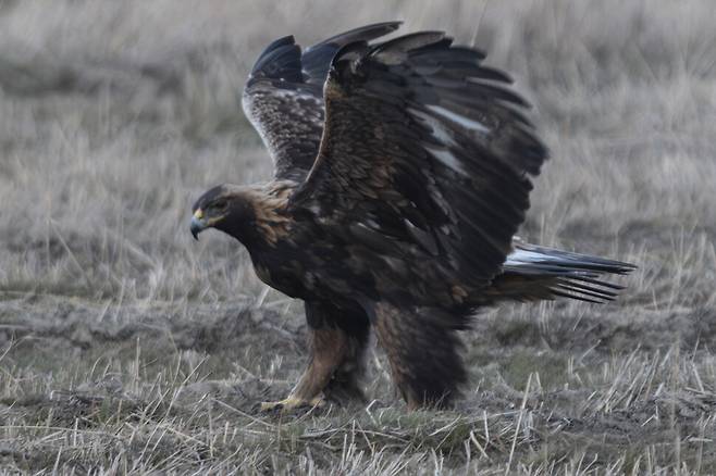 김제평야를 호령하는 검독수리.