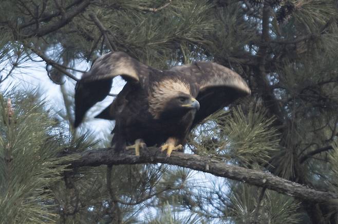 목표를 정하고 날개를 펼친다.