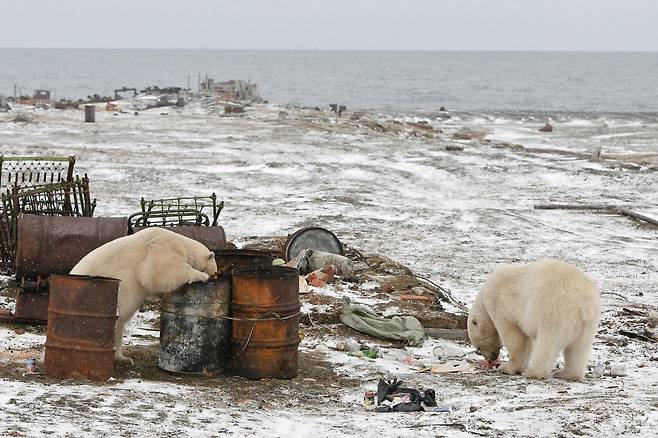 북극곰 무리가 민가 쓰레기통을 뒤지고 있다.[WWF 제공]