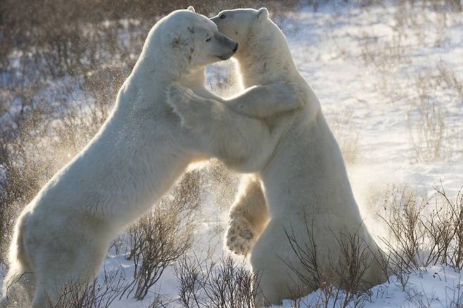 수컷 북극곰 두 마리가 스파링하고 있다.[WWF 제공]