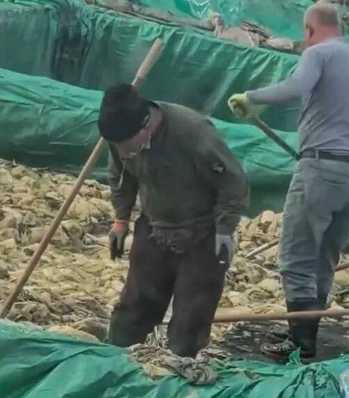 침을 뱉는 절임배추 공장 근로자  [SNS 캡처]