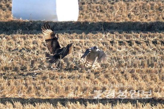 ▲ 울산 울주군 온양읍 동상리 들녘에서 천연기념물이자 멸종위기야생생물 Ⅱ급인 참매와 말똥가리가 먹이다툼을 하고 있다 . 윤기득작가 제공