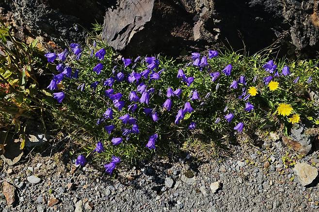 캄파눌라. /박병원