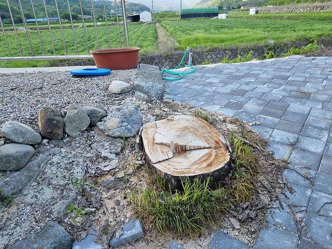 지하수 고갈로 인해 2024년 경남 산청군 삼장면 덕교리의 한 나무가 말라죽어 주민들이 베어낸 모습. 삼장지하수보존 비상대책위원회