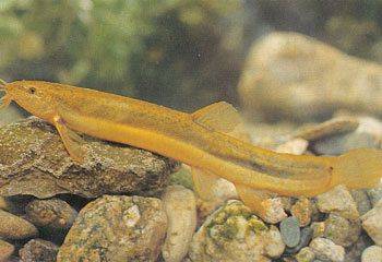 섬진강 상류 지역에 주로 서식하는 미꾸리. [사진 남원시 농업기술센터]