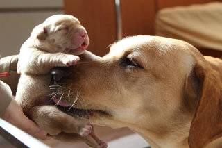 삼성화재 안내견학교에서는 최적의 기질과 건강 상태를 지닌 종견과 모견 사이에서 1년에 50마리 정도 강아지가 태어난다. 삼성화재