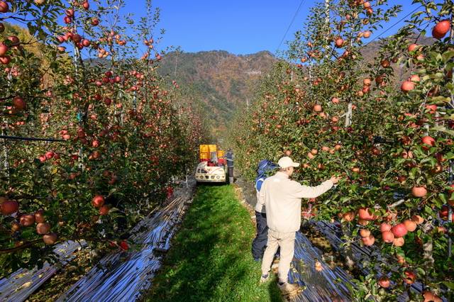 정선군내 사과농가 전경(사진=정선군청)