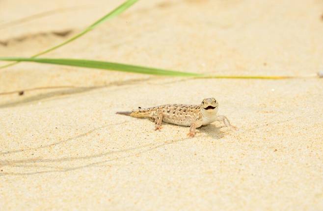 태안해안 달산포습지 표범장지뱀. (사진 국립공원공단)/뉴스펭귄