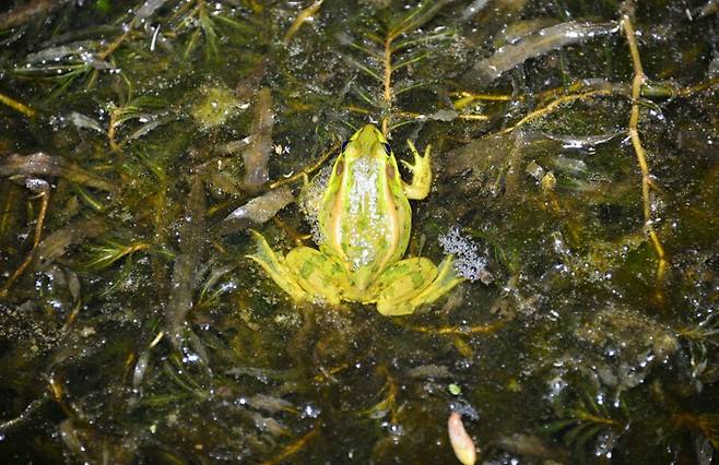 태안해안 안뫼골습지 금개구리.&nbsp;(사진 국립공원공단)/뉴스펭귄