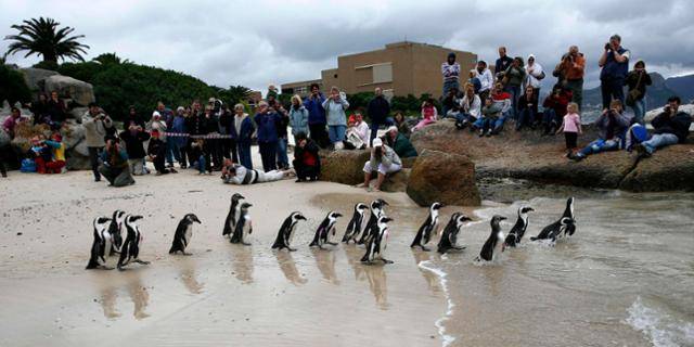 2009년 아프리카연안조류보존재단(SANCCOB)의 재활치료를 마치고 야생으로 돌아가는 아프리카펭귄들을 사람들이 지켜보고 있다. 로이터=연합뉴스