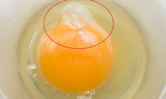 달걀을 깨뜨렸을 때 보이는 희고 길쭉한 끈은 달걀의 '알끈'이다. 게티이미지뱅크