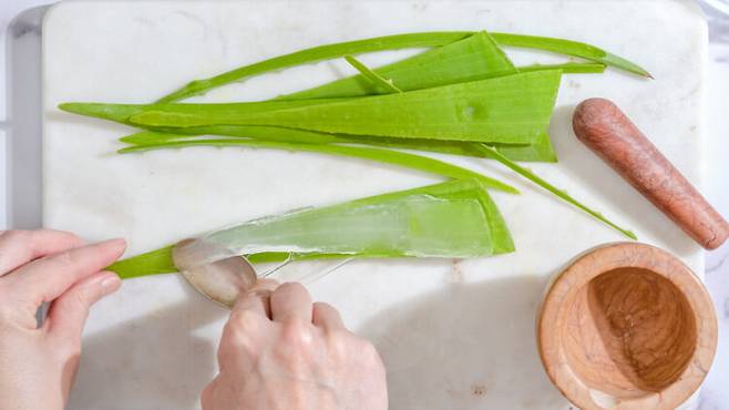 젤 형태로 냉장 보관한 알로에 베라는 햇빛에 의한 가벼운 일광 화상 부위에 바르면 피부를 빠르게 진정시키고 회복을 돕는다. 사진= 게티이미지뱅크