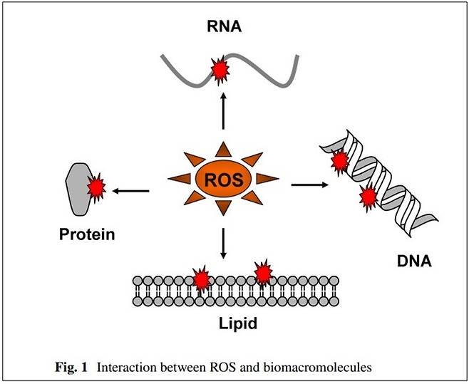 * Z Zou, et al. Apoptosis 2017