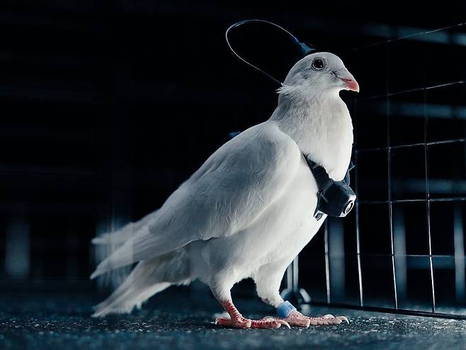 러시아 신경 기술 스타트업 네이리가 공개한 비둘기를 이용한 드론. /네이리 홈페이지