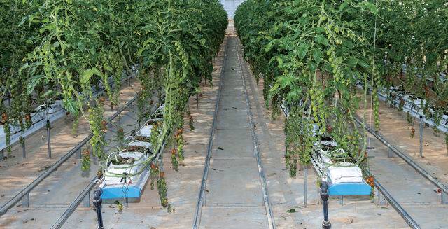 김씨의 토마토 스마트팜.