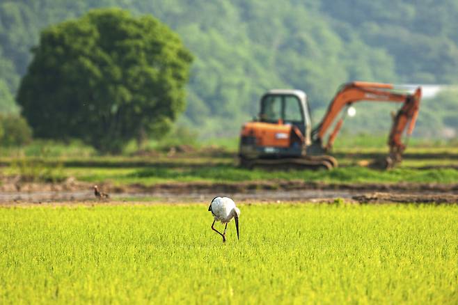 예산황새공원 인근의 논에서 황새가 먹이를 찾고 있다. ⓒ김승민 제공